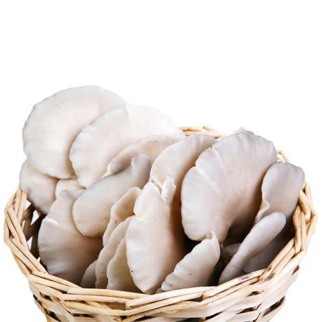 蘑菇粉 平菇粉 天然菌菇粉 斯诺特直.