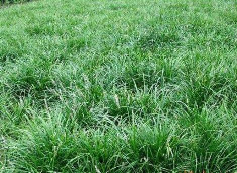 济南市历城二中女足：从世界冠军到全国新时代好少年 绿茵逐梦正青春