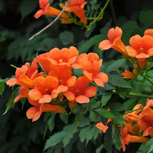 凌霄花種植基地