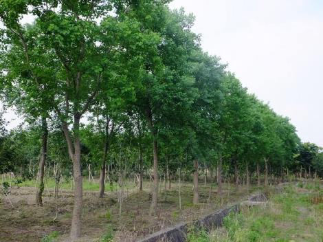 產品中心 >叢生烏桕 發佈日期:2019-06-18 價格: 面議